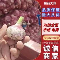 【优选】江苏大蒜供应全国加工厂用等品质保证售后无忧
