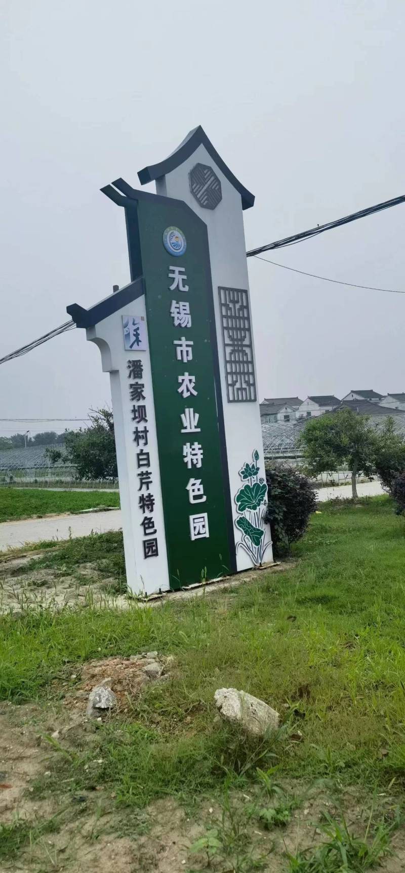 江苏本地白芹对接电商市场商超等各类客户