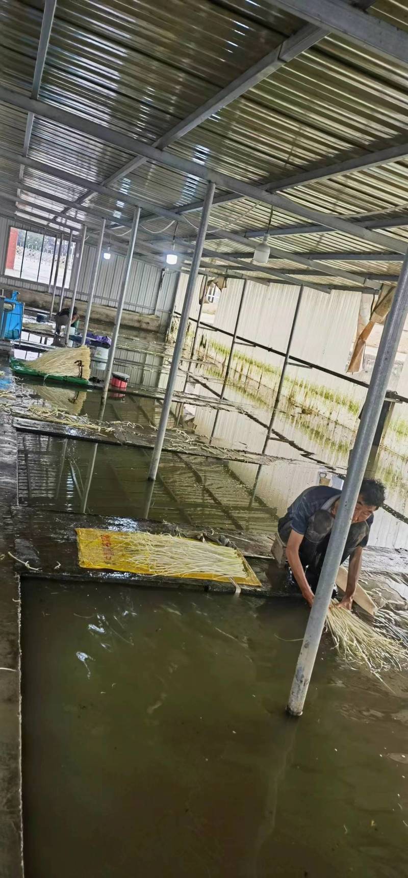 江苏本地白芹对接电商市场商超等各类客户