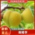 【精品蜂糖李】蜂糖李之乡产地直发新品上市个头大价优