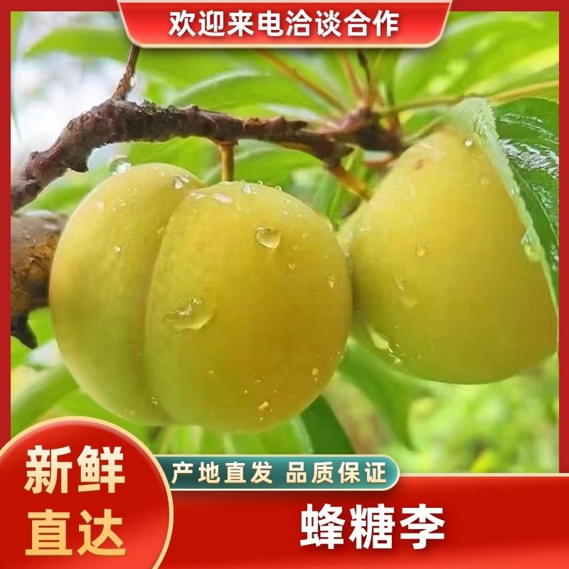 【精品蜂糖李】蜂糖李之乡产地直发新品上市个头大价优