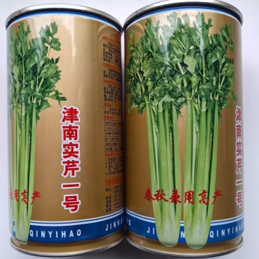 津南实芹芹菜种子叶柄实心厚大鲜嫩抗病抽苔晚基地