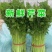 空心芹菜种子绿柄耐热口感脆嫩香味浓郁生长速度快
