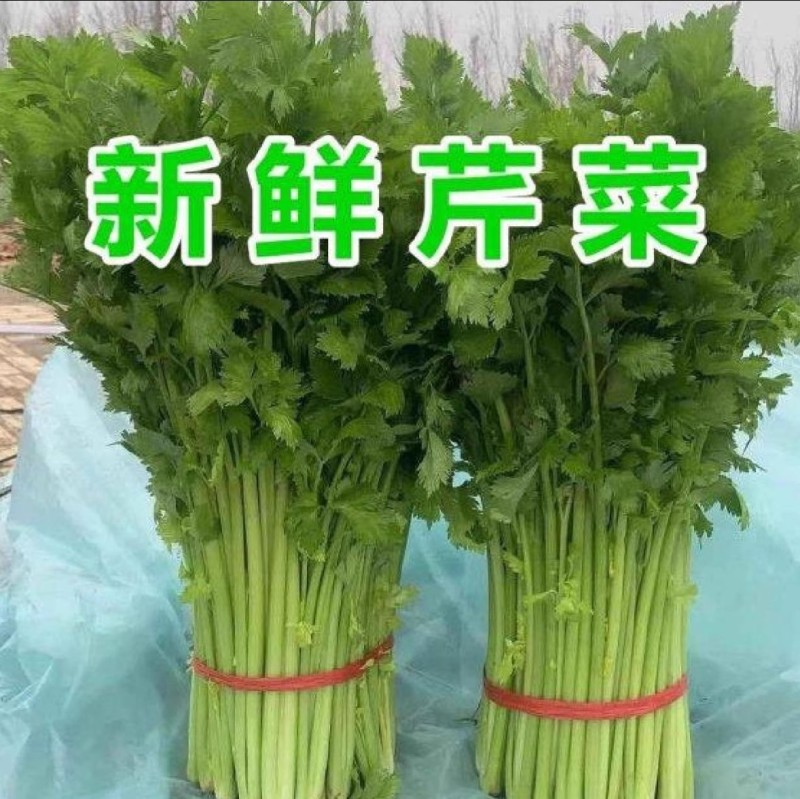 空心芹菜种子绿柄耐热口感脆嫩香味浓郁生长速度快