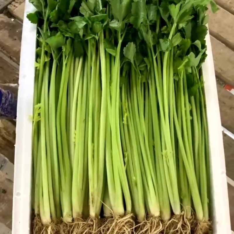 空心芹菜种子绿柄耐热口感脆嫩香味浓郁生长速度快