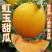 虹玉甜瓜种子新育成甜瓜品种高圆型甜香柔滑抗病