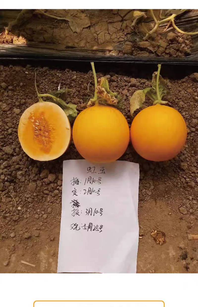 虹玉甜瓜种子新育成甜瓜品种高圆型甜香柔滑抗病