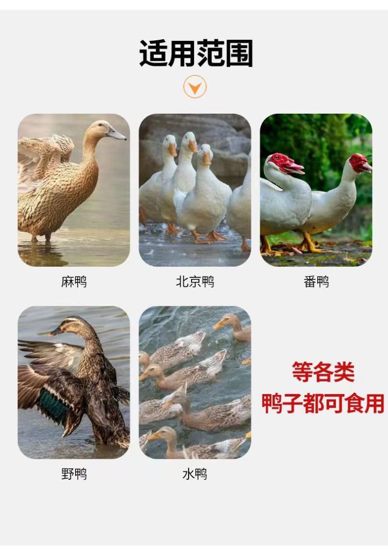 鸭饲料喂鸭颗粒料中大小鸭食全价营养宠物鸭