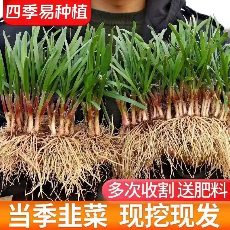 新韭菜根苗紫根宽叶红根四季细叶韭菜根批发盆栽室内阳台蔬菜