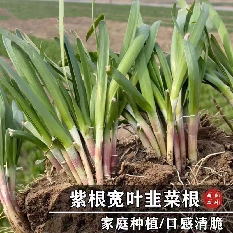 新韭菜根苗紫根宽叶红根四季细叶韭菜根批发盆栽室内阳台蔬菜