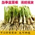 新韭菜根苗紫根宽叶红根四季细叶韭菜根批发盆栽室内阳台蔬菜