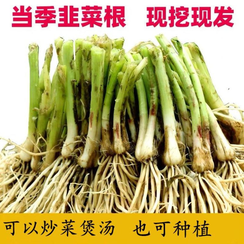 新韭菜根苗紫根宽叶红根四季细叶韭菜根批发盆栽室内阳台蔬菜