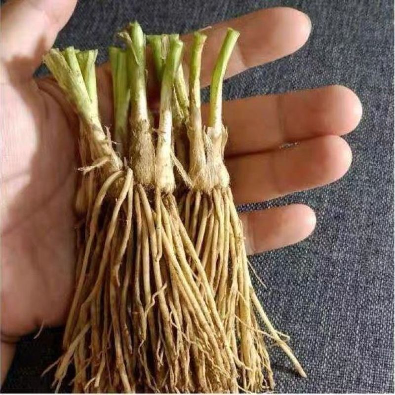 新韭菜根苗紫根宽叶红根四季细叶韭菜根批发盆栽室内阳台蔬菜