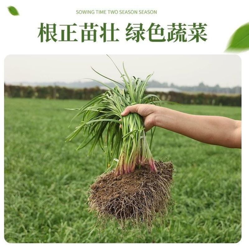 新韭菜根苗紫根宽叶红根四季细叶韭菜根批发盆栽室内阳台蔬菜