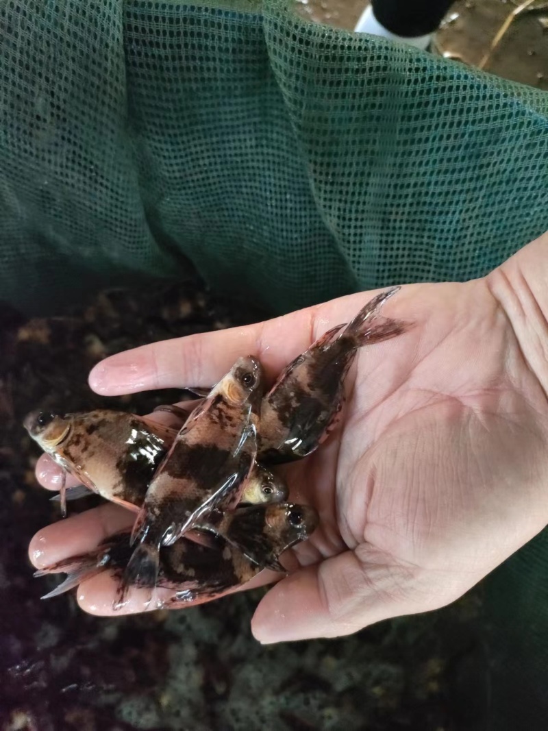 推荐胭脂鱼苗选优质鱼苗，成活率高量大从优，基地直发精