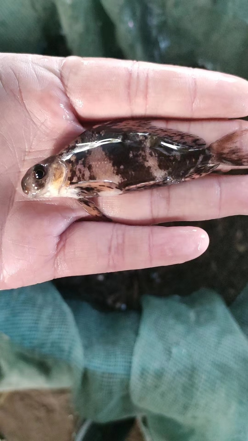 推荐胭脂鱼苗选优质鱼苗，成活率高量大从优，基地直发精