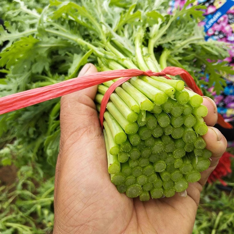光杆茼蒿种子高杆速生茼蒿茎杆青绿四季播种