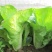 申荣一号快菜种子早熟叶质柔软无茸毛四季速生小白菜