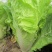 申荣一号快菜种子早熟叶质柔软无茸毛四季速生小白菜