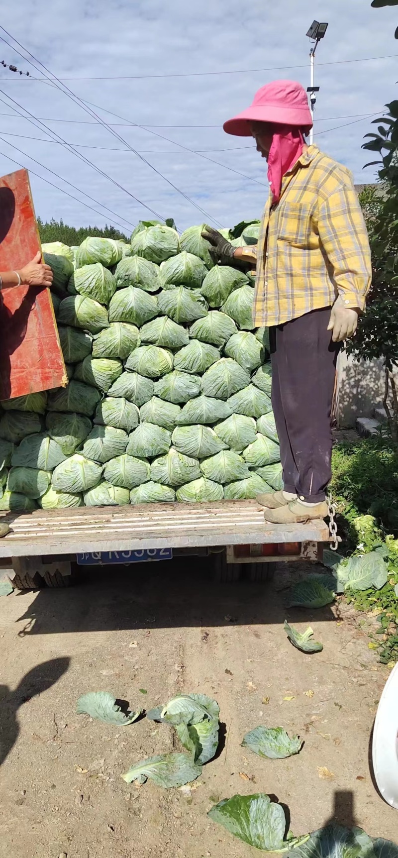 【精品】湖北扁包菜产地直供一手货源价格便宜欢迎咨询