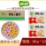 三全快厨多彩小圆子早餐面食点心冷冻半成品小吃商用