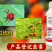 10.5%阿维哒螨灵红蜘蛛螨卵双打好用不贵杀螨剂