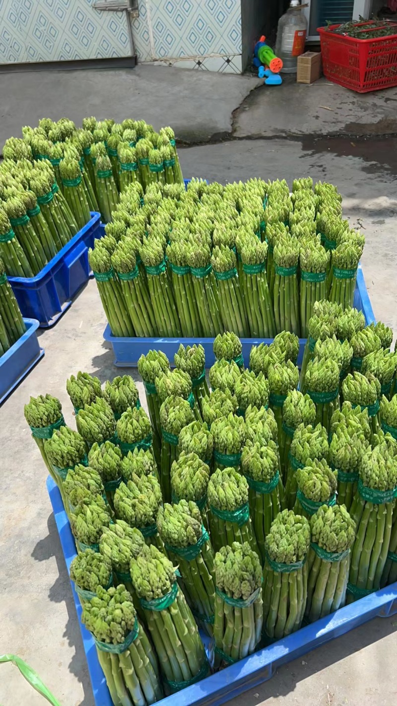 芦笋基地大量供应寻优质客户常年发货量大从优价格优惠
