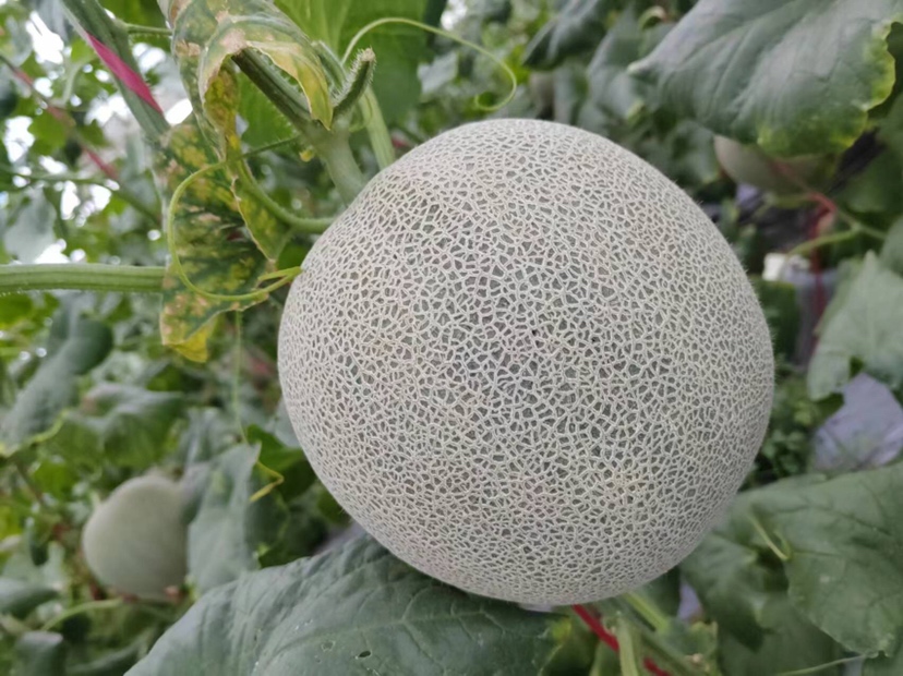 网纹瓜成熟特征特写