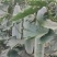 一串铃冬瓜2斤以上冬瓜聊城小冬瓜大棚种植产地直发