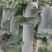 一串铃冬瓜2斤以上冬瓜聊城小冬瓜大棚种植产地直发