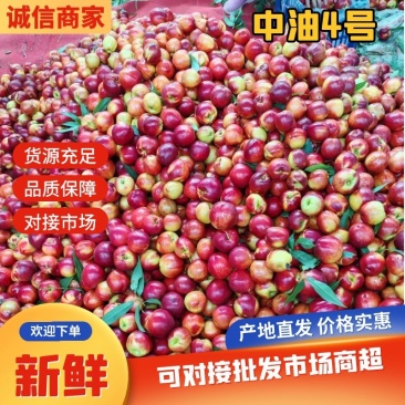 【精品中油4号油桃】新品上市香甜多汁个头大价格优惠