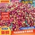 【精品中油4号油桃】新品上市香甜多汁个头大价格优惠