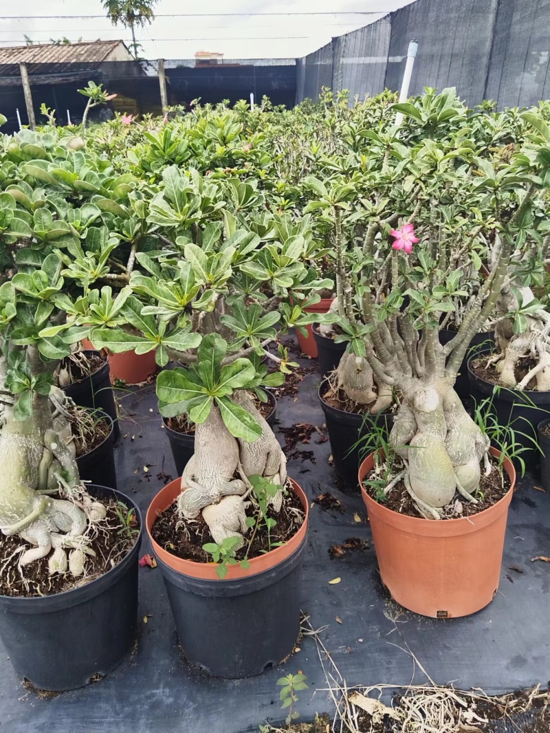 沙漠玫瑰苗圃直供基地现货四季开花耐寒好养活