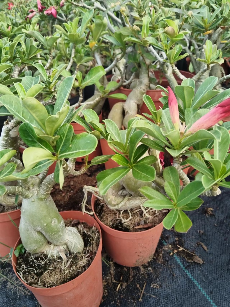 沙漠玫瑰苗圃直供基地现货四季开花耐寒好养活