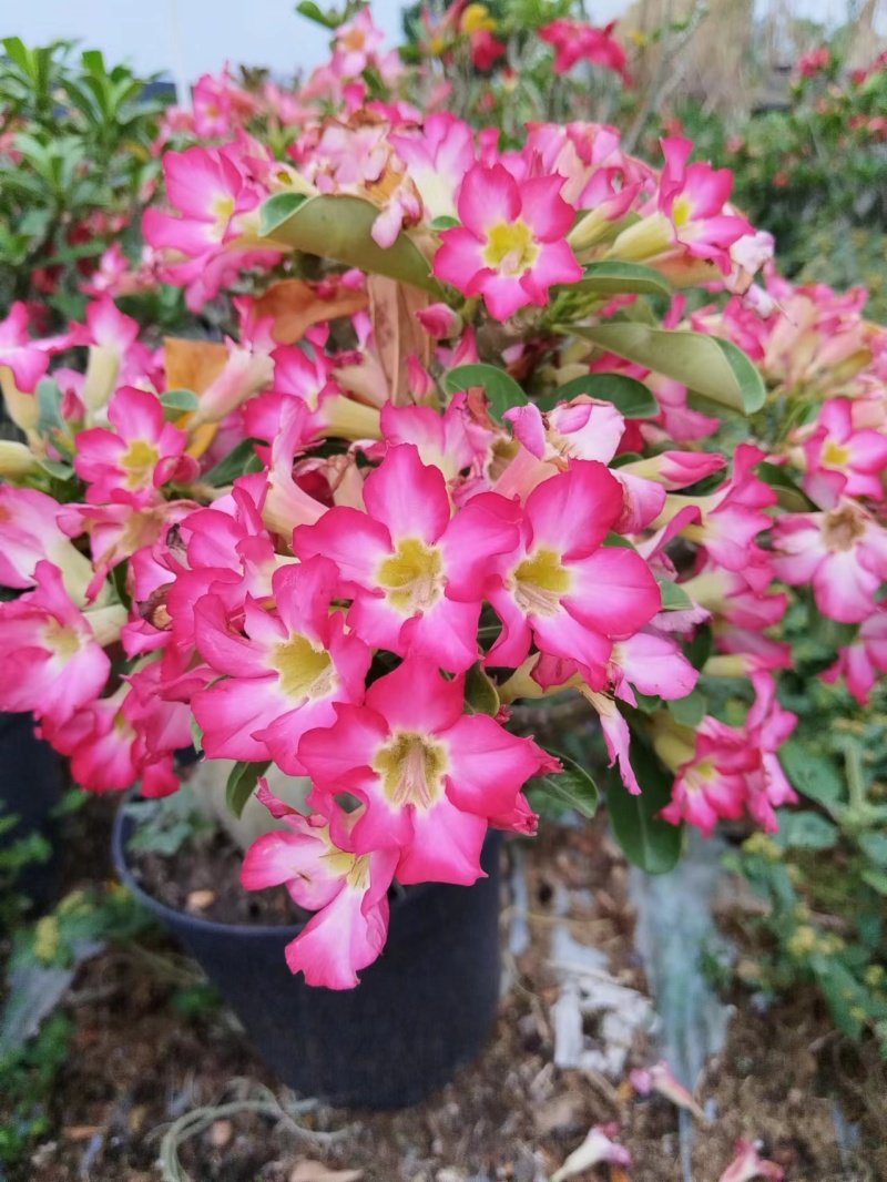 沙漠玫瑰苗圃直供基地现货四季开花耐寒好养活