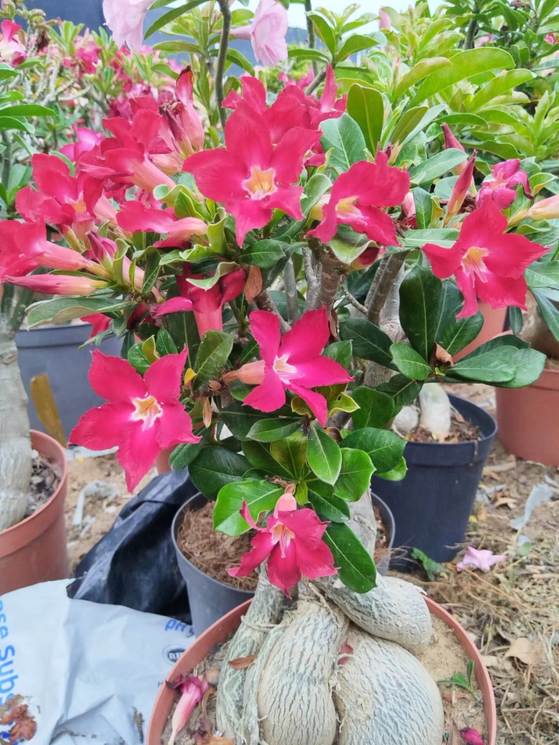 沙漠玫瑰苗圃直供基地现货四季开花耐寒好养活