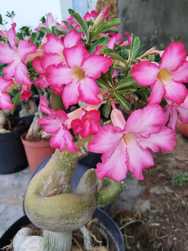 沙漠玫瑰苗圃直供基地现货四季开花耐寒好养活