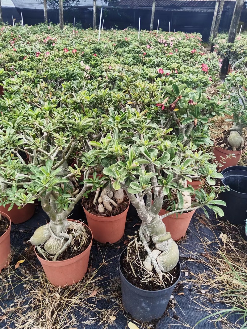 沙漠玫瑰苗圃直供基地现货四季开花耐寒好养活