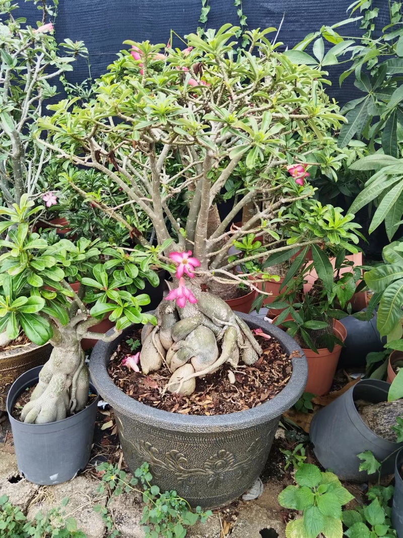 沙漠玫瑰苗圃直供基地现货四季开花耐寒好养活
