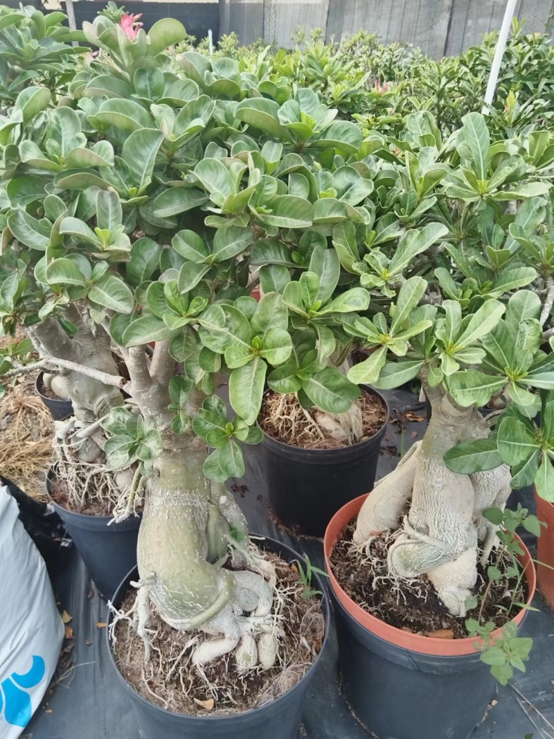 沙漠玫瑰苗圃直供基地现货四季开花耐寒好养活