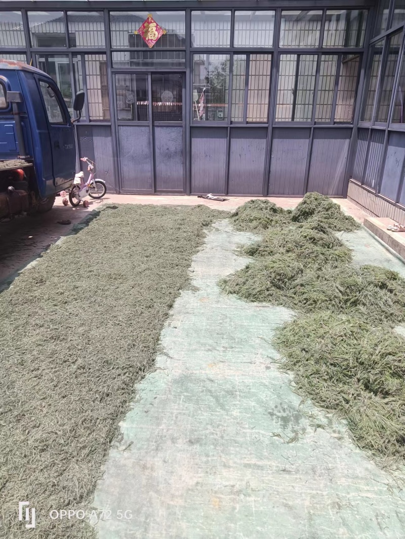 天然海英菜碱蓬草江苏产地直发质量保证一手货源欢迎订购