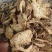 辽宁朱砂点苍术关苍术白茬苍术品种齐全