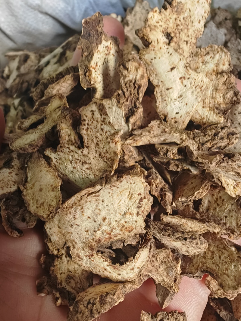 辽宁朱砂点苍术关苍术白茬苍术品种齐全
