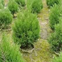 塔柏种植基地直销精品塔柏报价四季常绿工程园林绿化