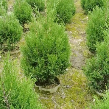 塔柏种植基地直销精品塔柏报价四季常绿工程园林绿化
