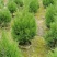 塔柏种植基地直销精品塔柏报价四季常绿工程园林绿化