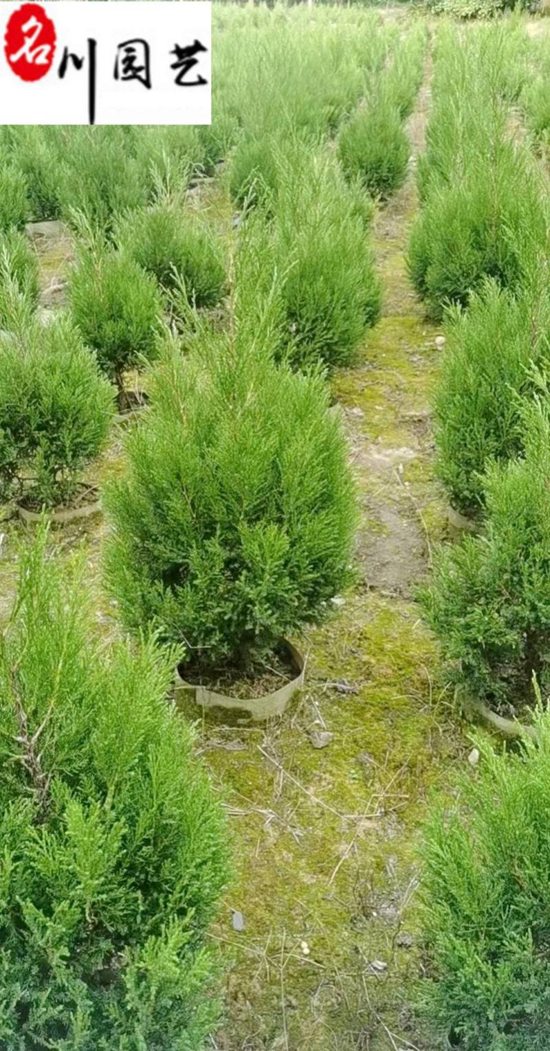 塔柏种植基地直销精品塔柏报价四季常绿工程园林绿化