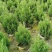塔柏种植基地直销精品塔柏报价四季常绿工程园林绿化