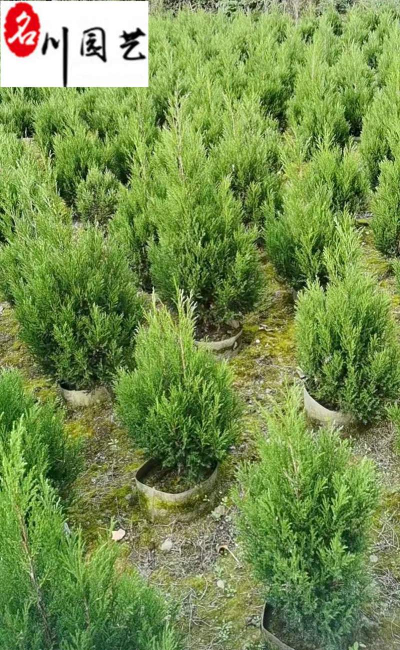 塔柏种植基地直销精品塔柏报价四季常绿工程园林绿化