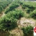 塔柏种植基地直销精品塔柏报价四季常绿工程园林绿化